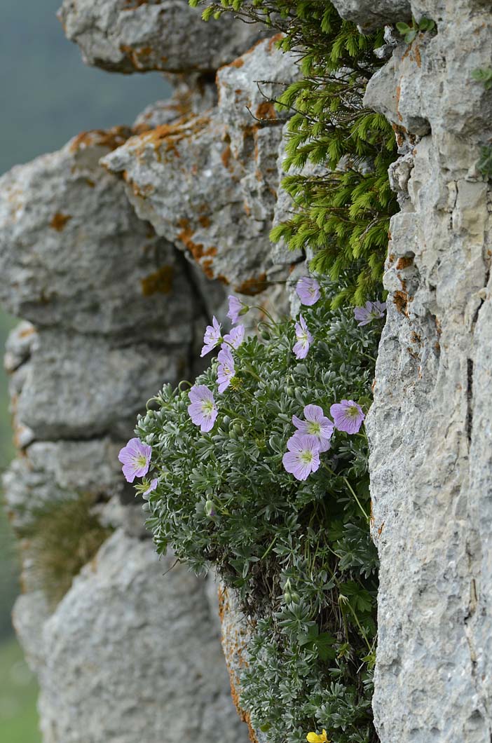 Geranium argenteum / Geranio argentino